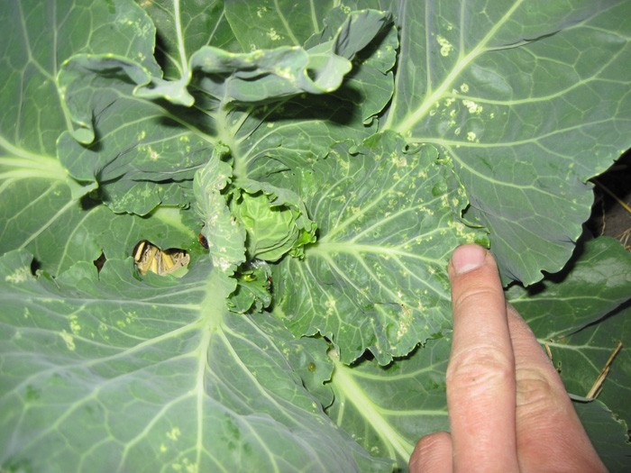 Cabbage pests: description and control methods