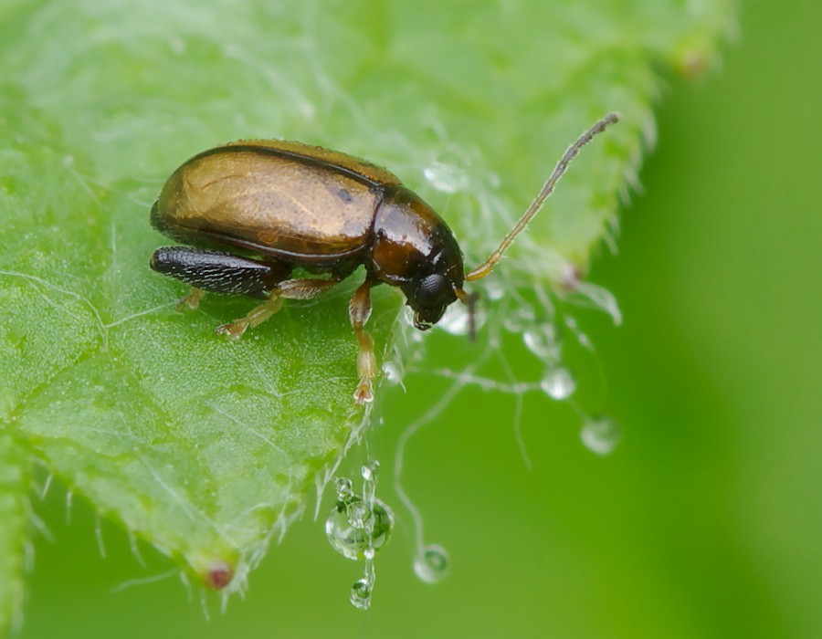 Cabbage pests: description and control methods