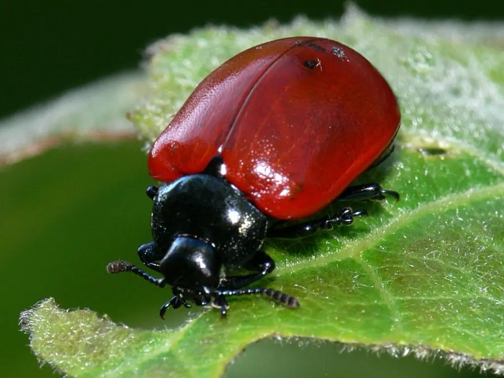 Cabbage pests: description and control methods