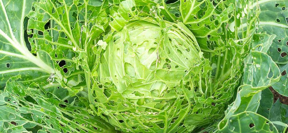 Cabbage pests: description and control methods