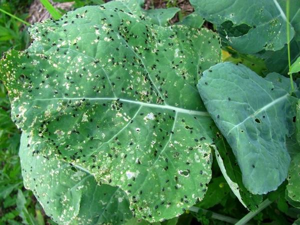 Cabbage pests: fighting them, photo and description