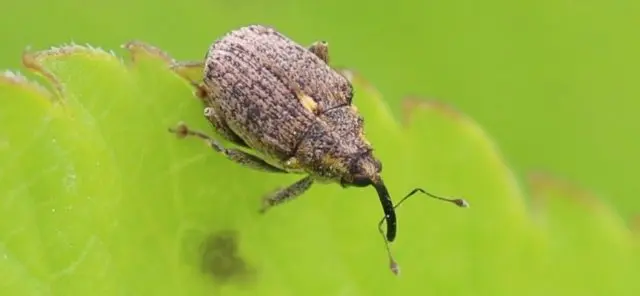 Cabbage pests: fighting them, photo and description