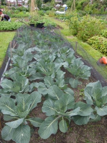 Cabbage pests: fighting them, photo and description