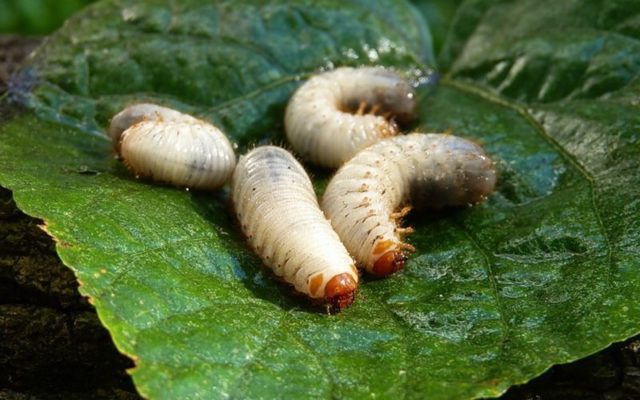 Cabbage pests: fighting them, photo and description