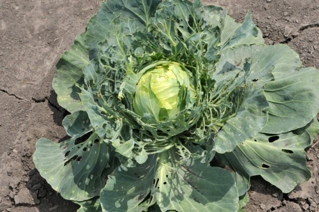 Cabbage pests: fighting them, photo and description