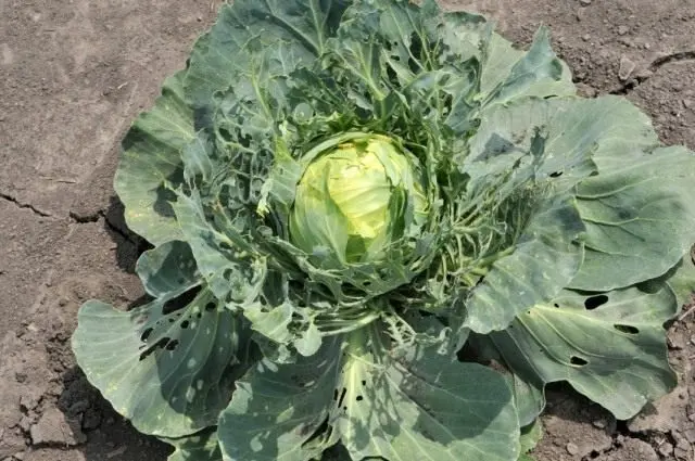 Cabbage pests: fighting them, photo and description