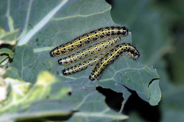 Cabbage pests: fighting them, photo and description