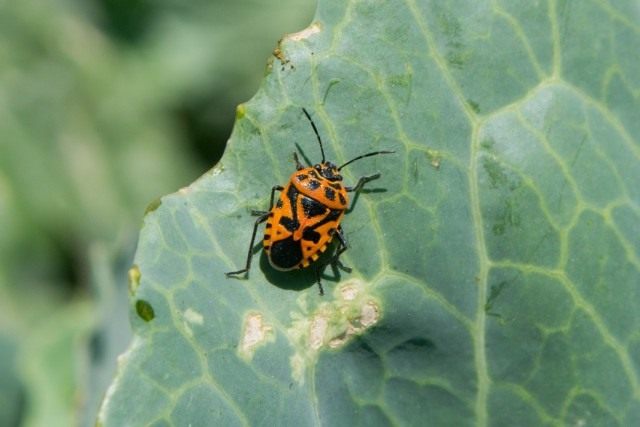 Cabbage pests: fighting them, photo and description