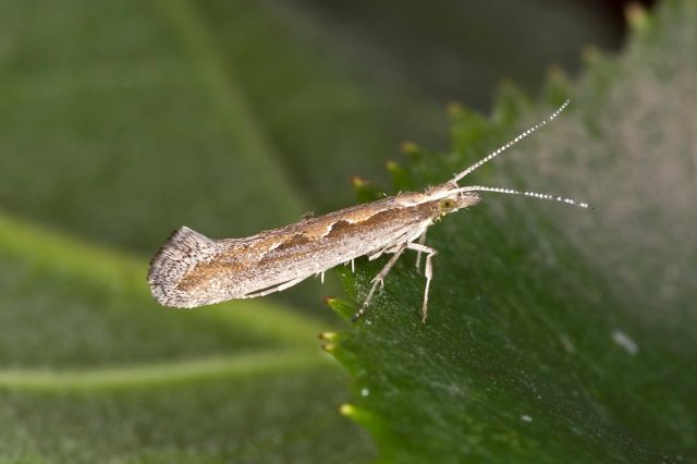 Cabbage pests: fighting them, photo and description