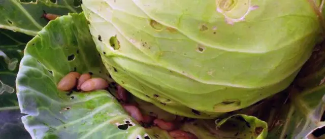 Cabbage pests: fighting them, photo and description