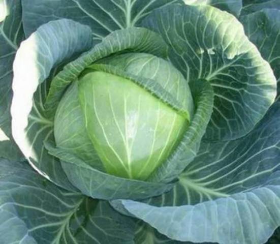 Cabbage Rinda F1