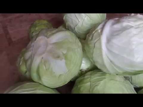 Cabbage Rinda F1