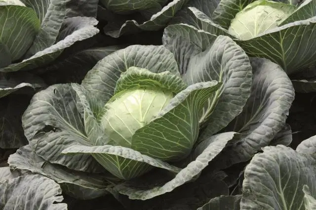 Cabbage Rinda F1