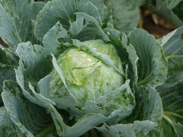 Cabbage Rinda F1