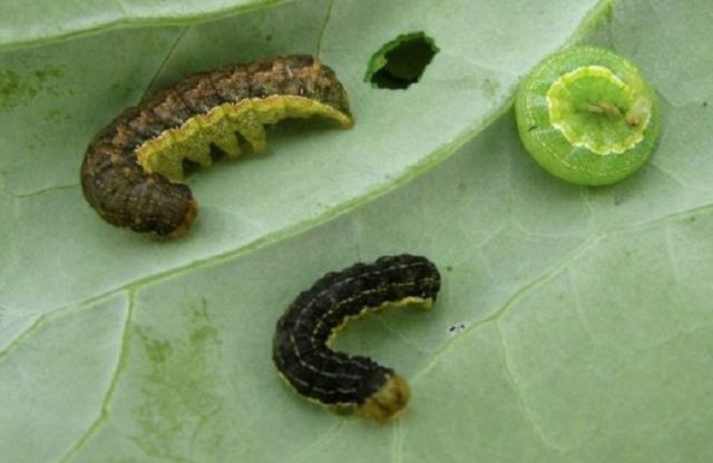 Cabbage scoop: photos, signs of appearance, control measures