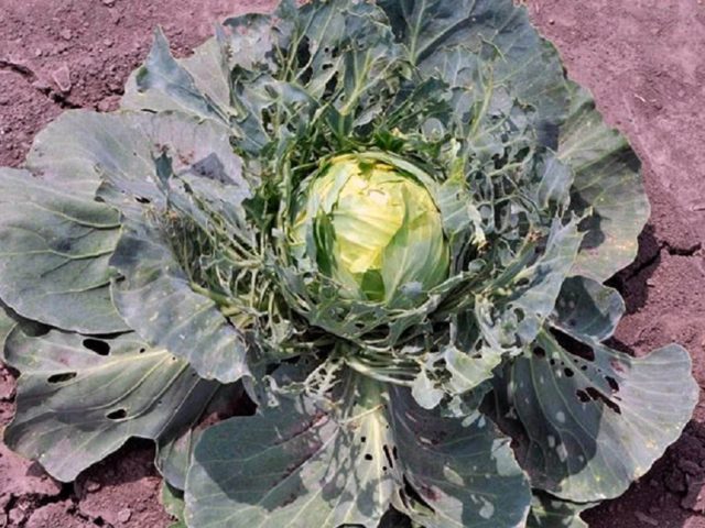 Cabbage scoop: photos, signs of appearance, control measures