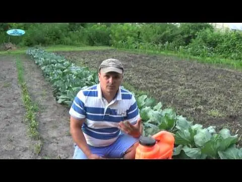 Cabbage scoop: photos, signs of appearance, control measures