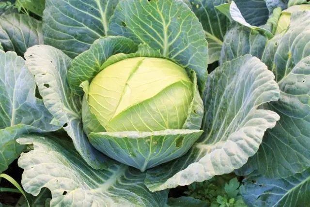 Cabbage Slava 1305: growing seedlings