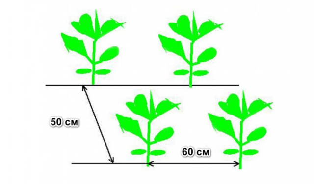 Cabbage Snow White: characteristics, planting and care, reviews