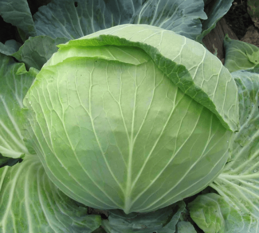 cabbage stone head