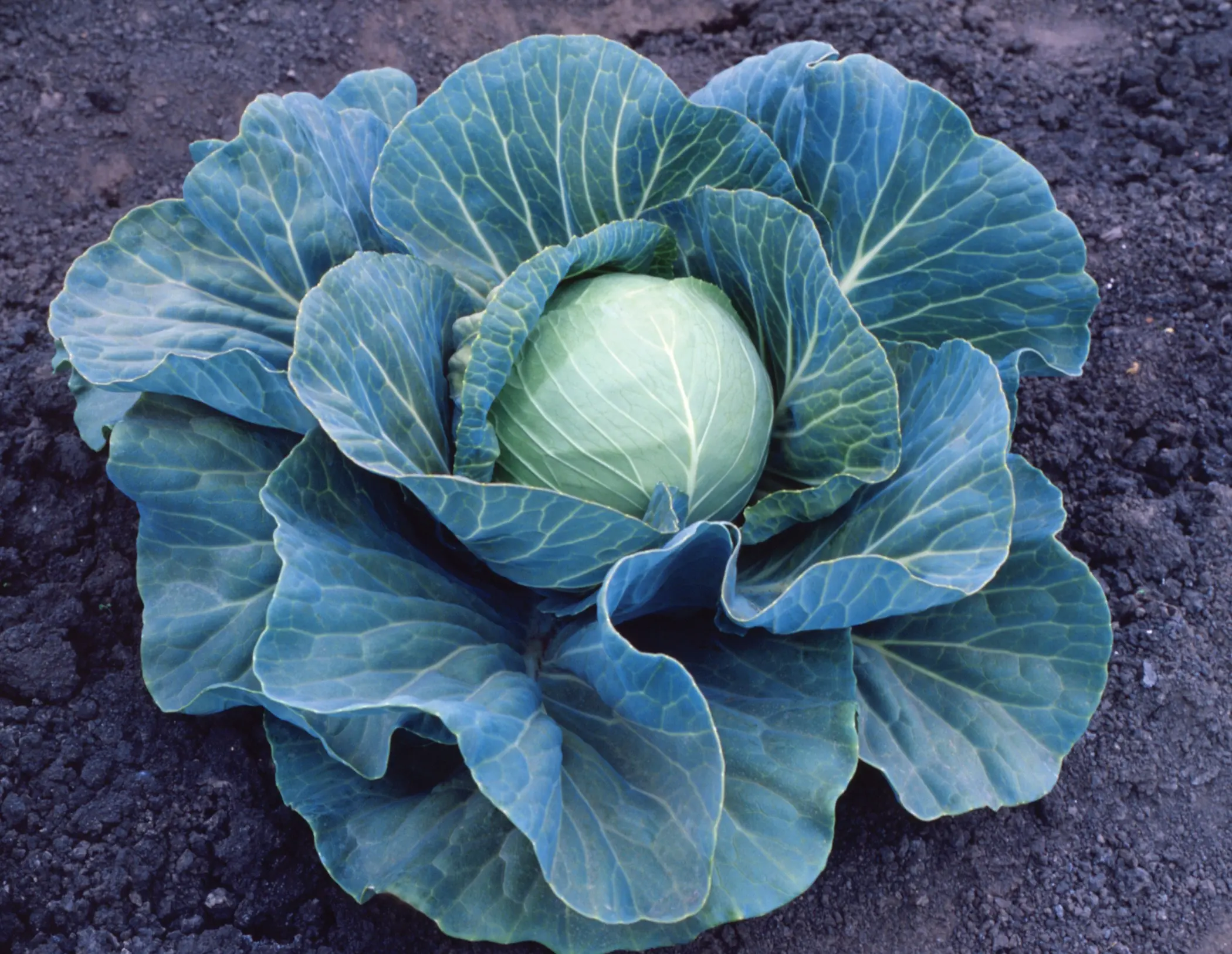 cabbage stone head