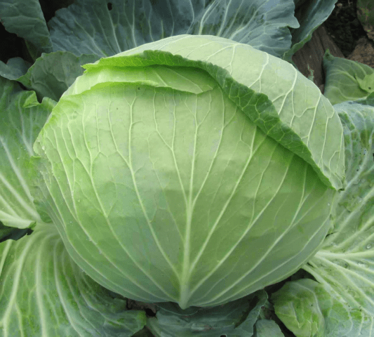 Cabbage Sugarloaf: characteristics and description of the variety