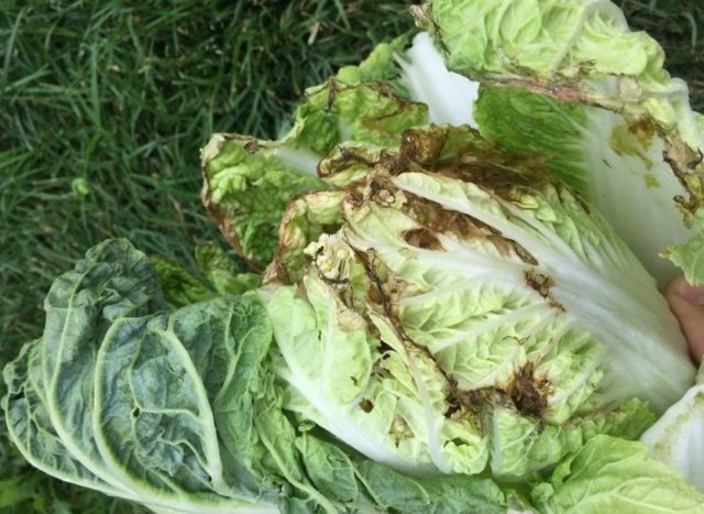 Cabbage Sugarloaf: characteristics and description of the variety