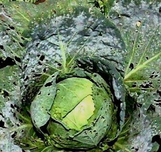 Cabbage Sugarloaf: characteristics and description of the variety