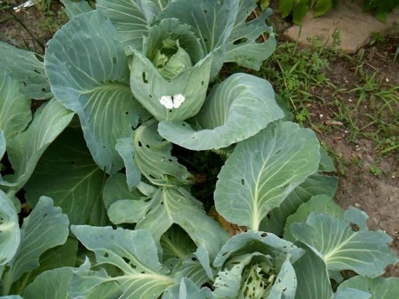 Cabbage Sugarloaf: characteristics and description of the variety