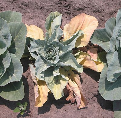 Cabbage Sugarloaf: characteristics and description of the variety