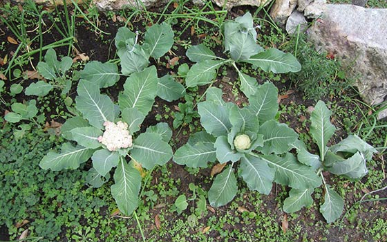 Cabbage: the best varieties for open ground with a photo