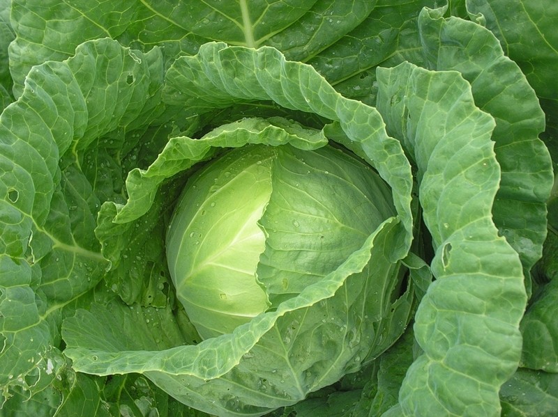 Cabbage: the best varieties for open ground with a photo