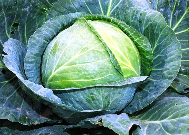 Cabbage: the best varieties for open ground with a photo