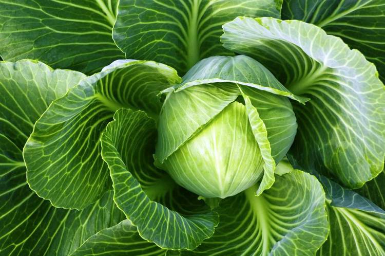 Cabbage: the best varieties for open ground with a photo