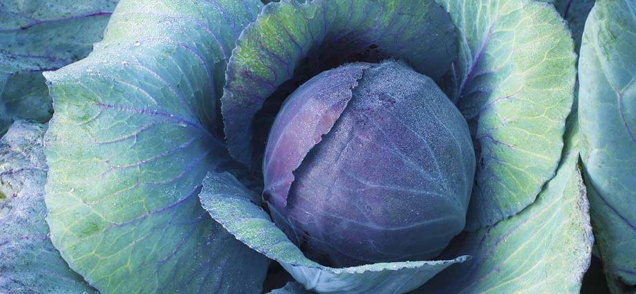 Cabbage: the best varieties for open ground with a photo