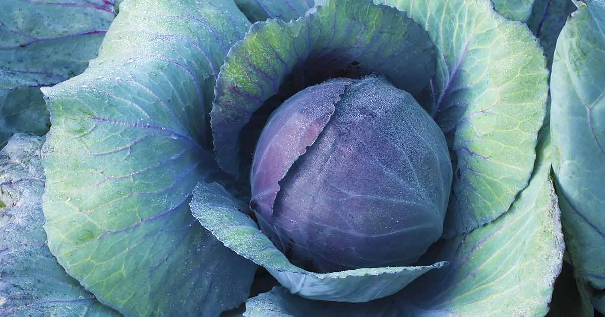 Cabbage: the best varieties for open ground with a photo