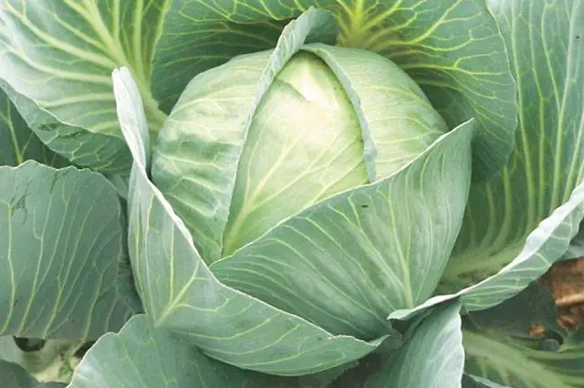 cabbage valentine