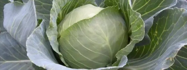 cabbage valentine