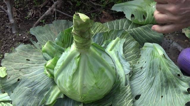 cabbage valentine