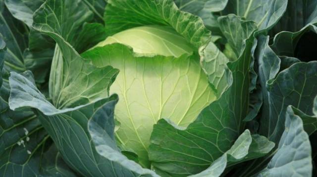 cabbage valentine