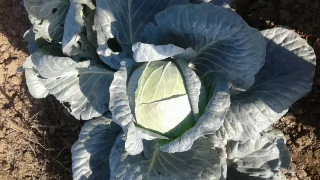 Cabbage varieties Larsia: description, planting and care, reviews