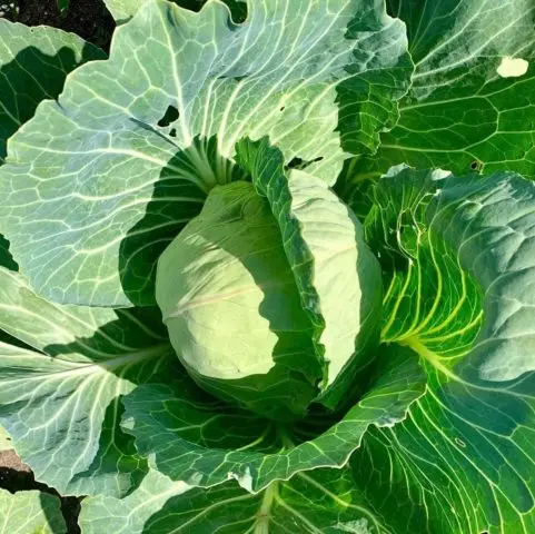 Cabbage varieties Larsia: description, planting and care, reviews