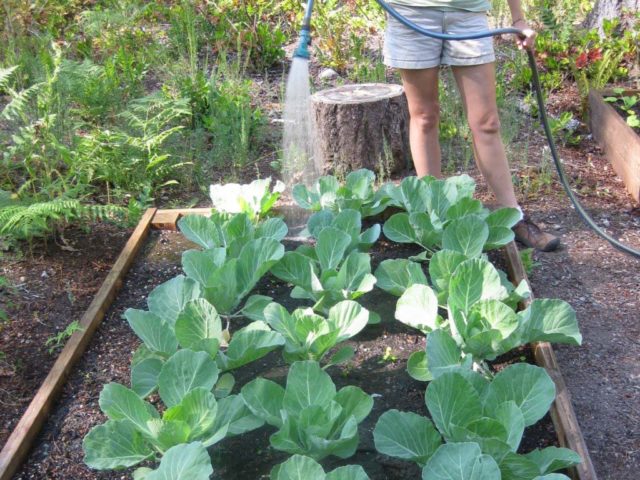 Cabbage varieties Larsia: description, planting and care, reviews