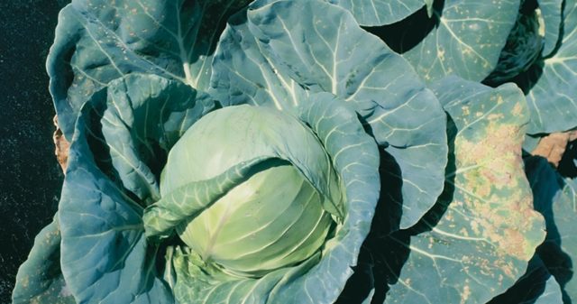 Cabbage varieties Larsia: description, planting and care, reviews