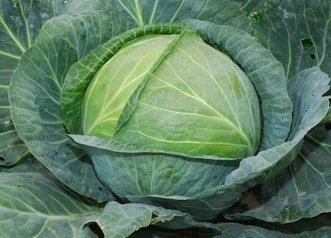 Cabbage varieties Yubileinaya: description, planting and care, reviews