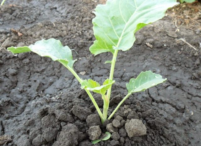 Cabbage varieties Yubileinaya: description, planting and care, reviews