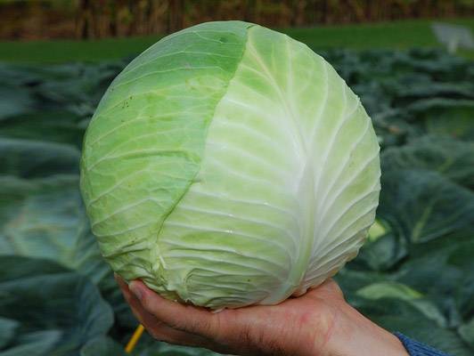 Cabbage variety Centurion