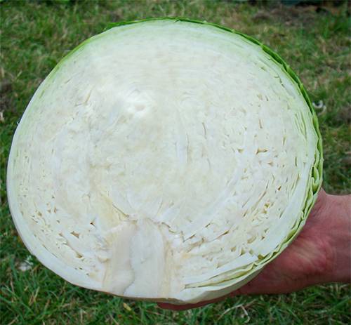 Cabbage variety Centurion