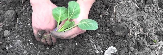 Cabbage variety Centurion