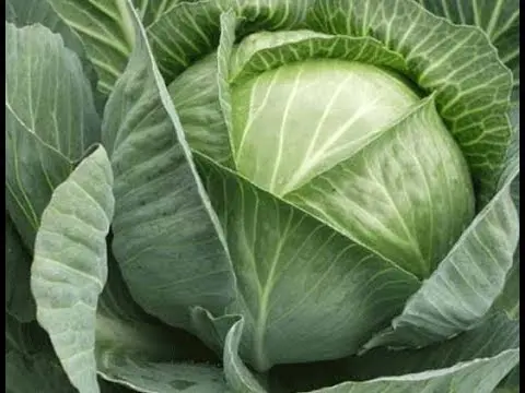 Cabbage variety Centurion